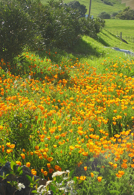 wildflowers - Hicks Valley Rd (Marin) c0-640.jpg